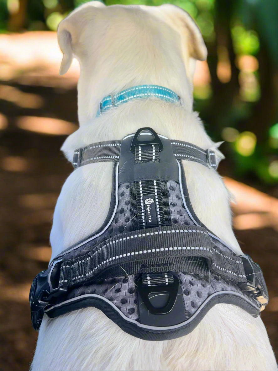 D3 Night Harness