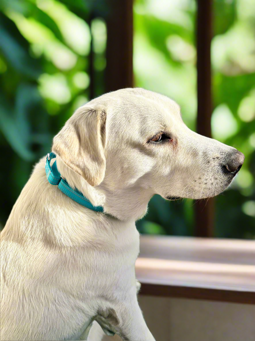 Martingale Collar