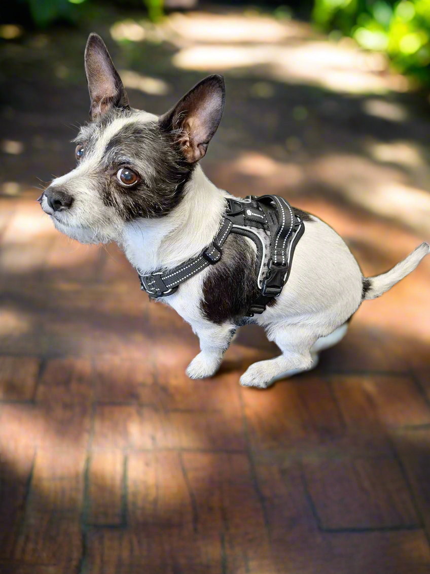 D3 Night Harness