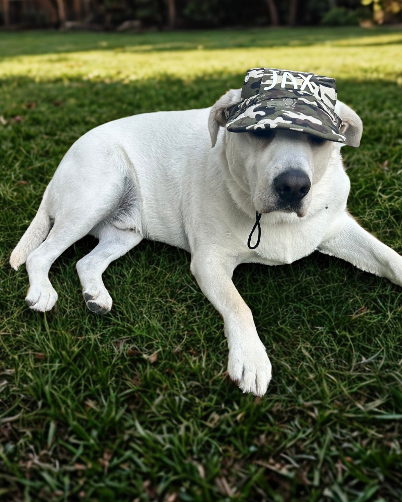 Pet Hat