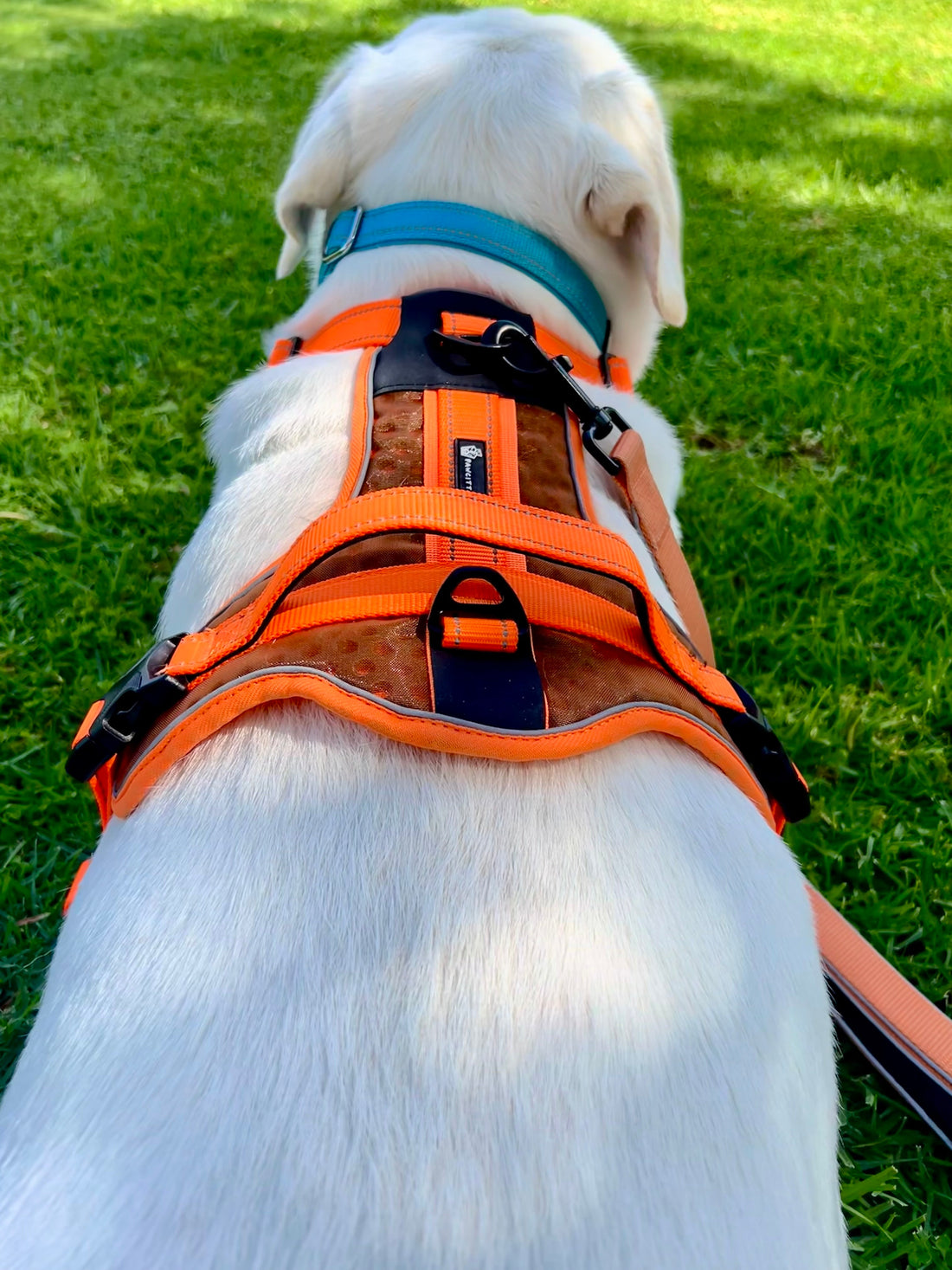 Dog Harness Buying Guide: Everything You Need to Know