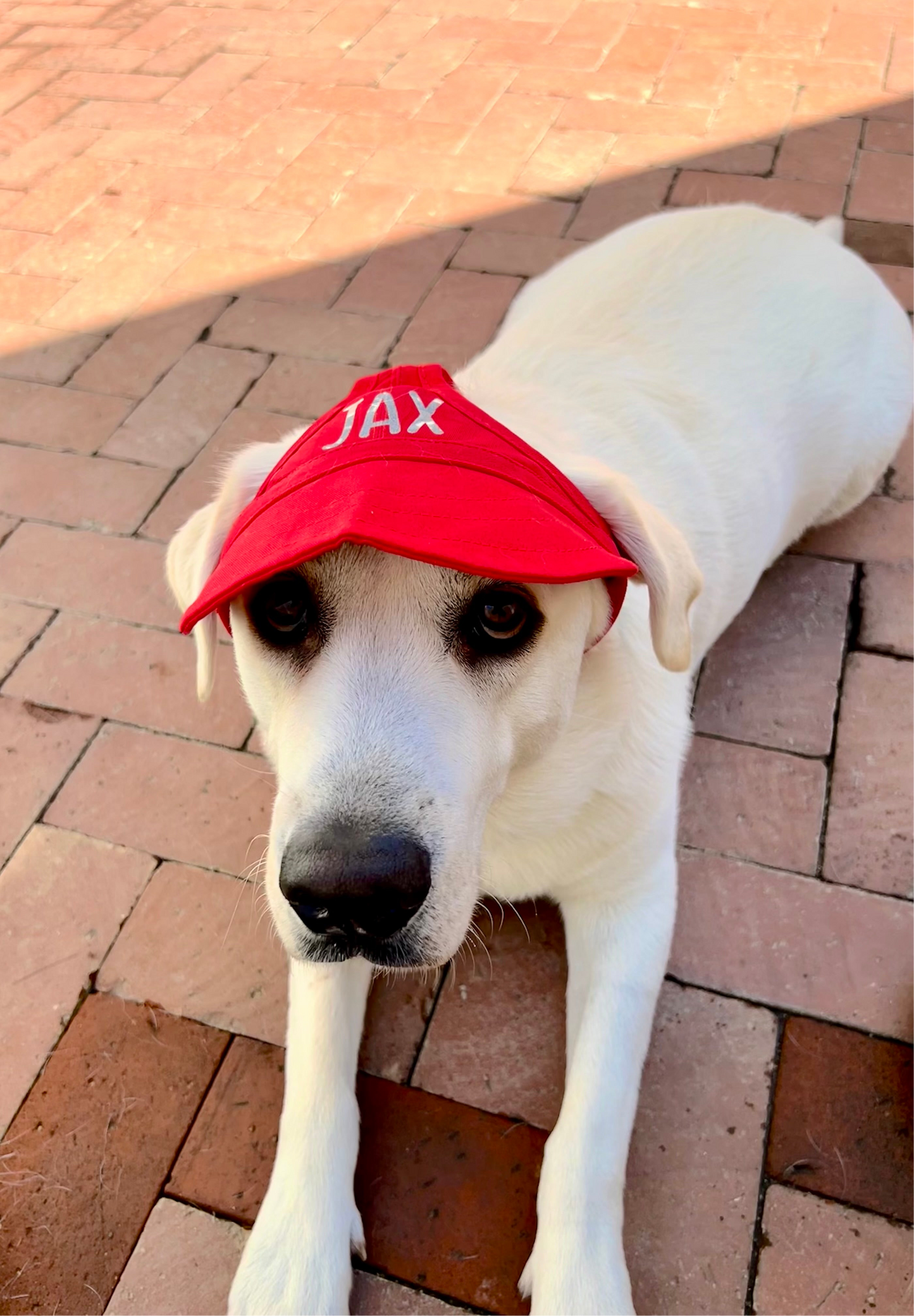 Pet Baseball Hat