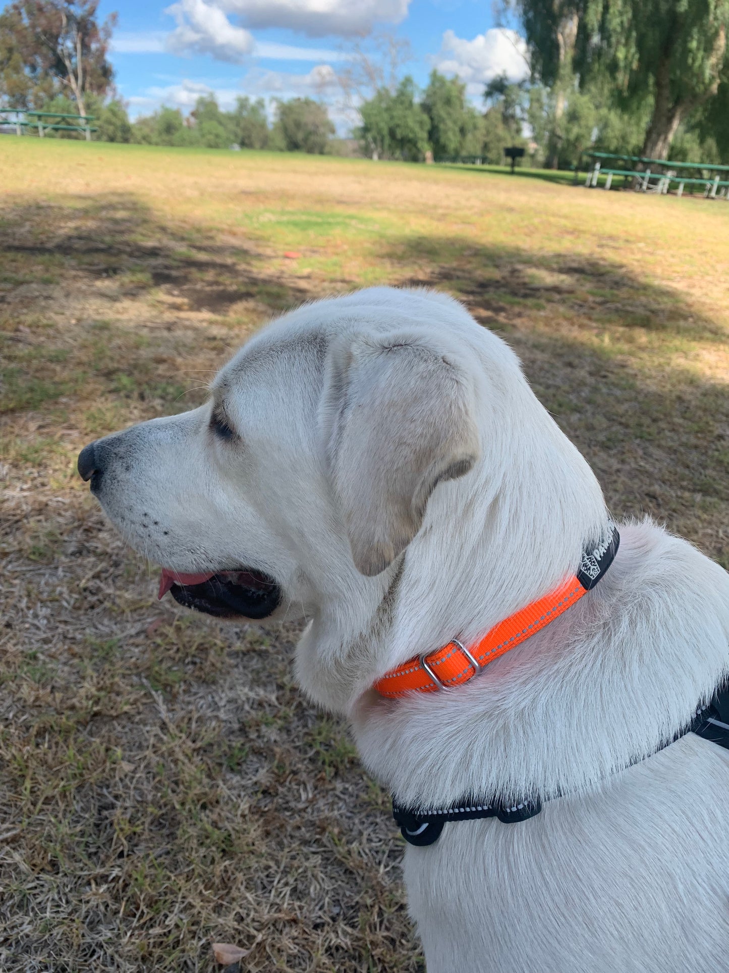 Martingale Collar